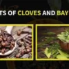 benefits of bay leaves and cloves
