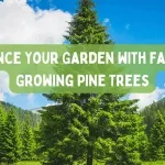fastest growing pine trees for privacy