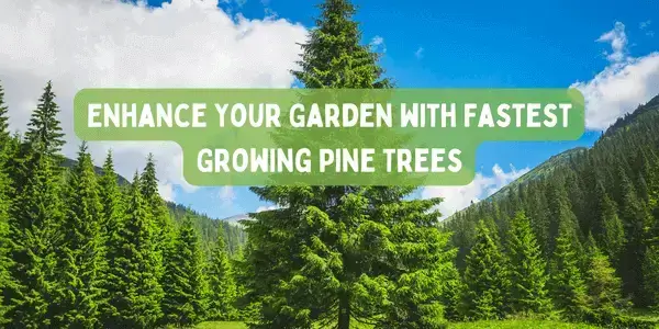 fastest growing pine trees for privacy